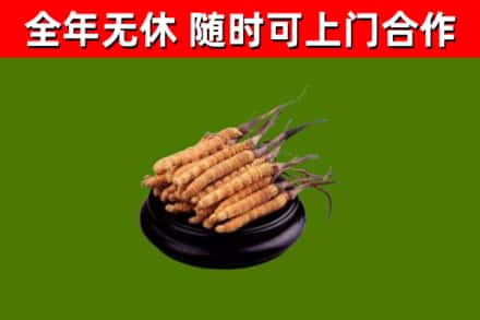 海口回收冬虫夏草